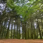 Parco Nazionale dell'Aspromonte