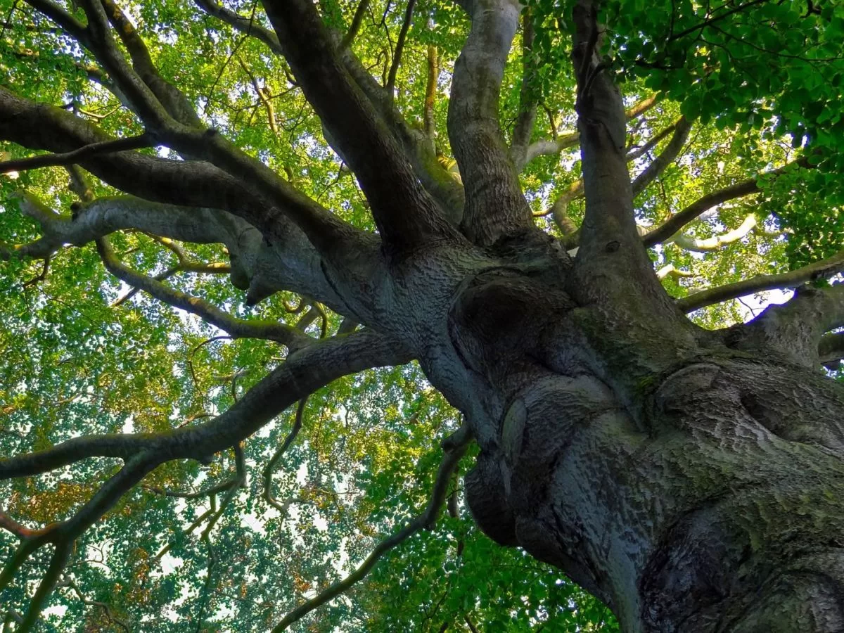 Parco Regionale delle Serre: viaggio nella natura della Calabria
